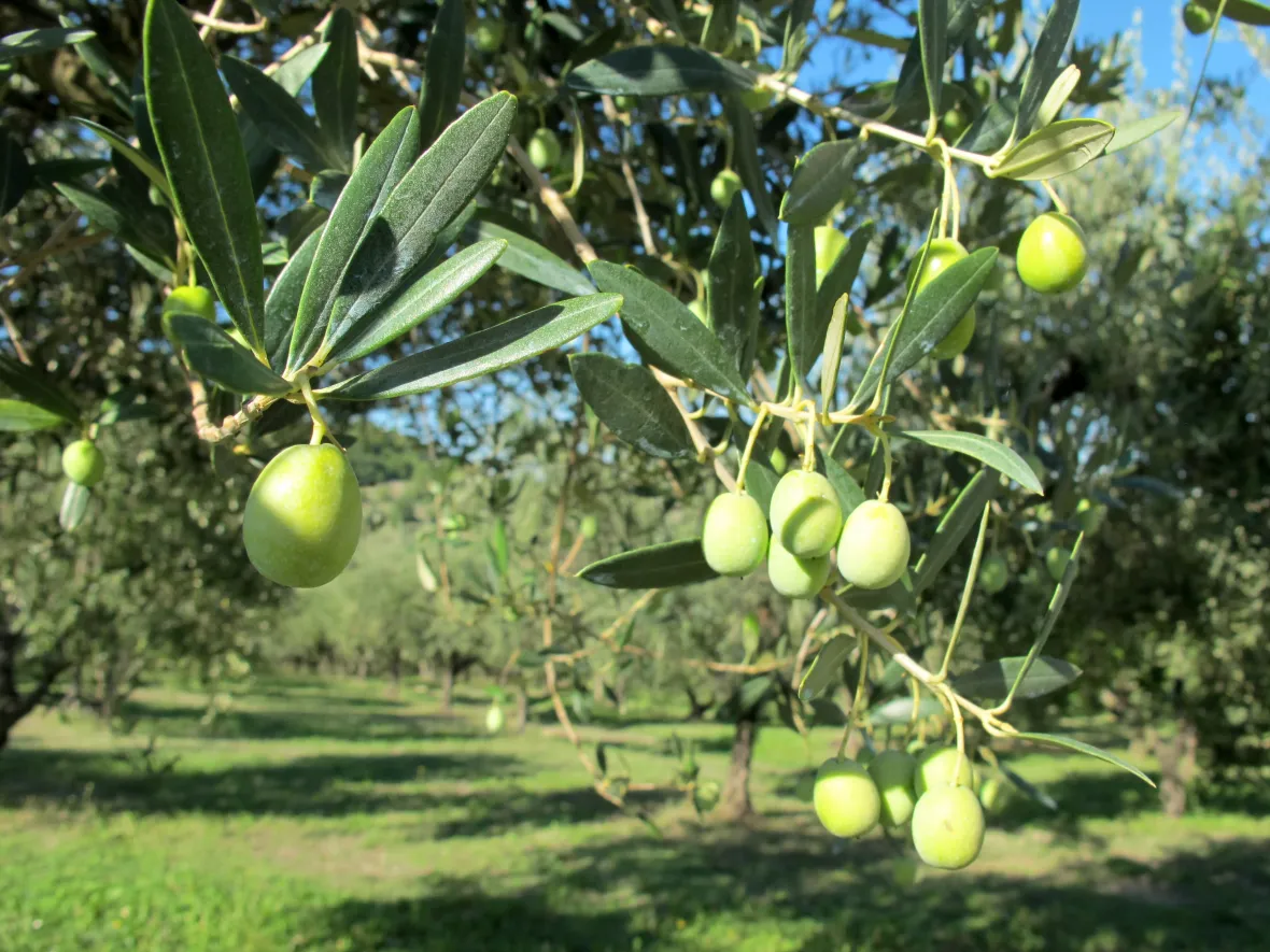 Festa dell'Olio e delle olive Trappeto