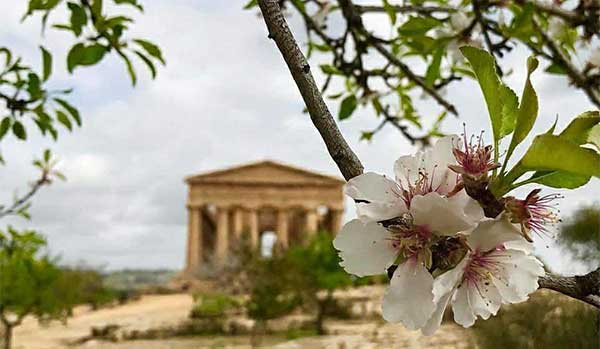 La Sagra Del Mandorlo In Fiore Di Agrigento